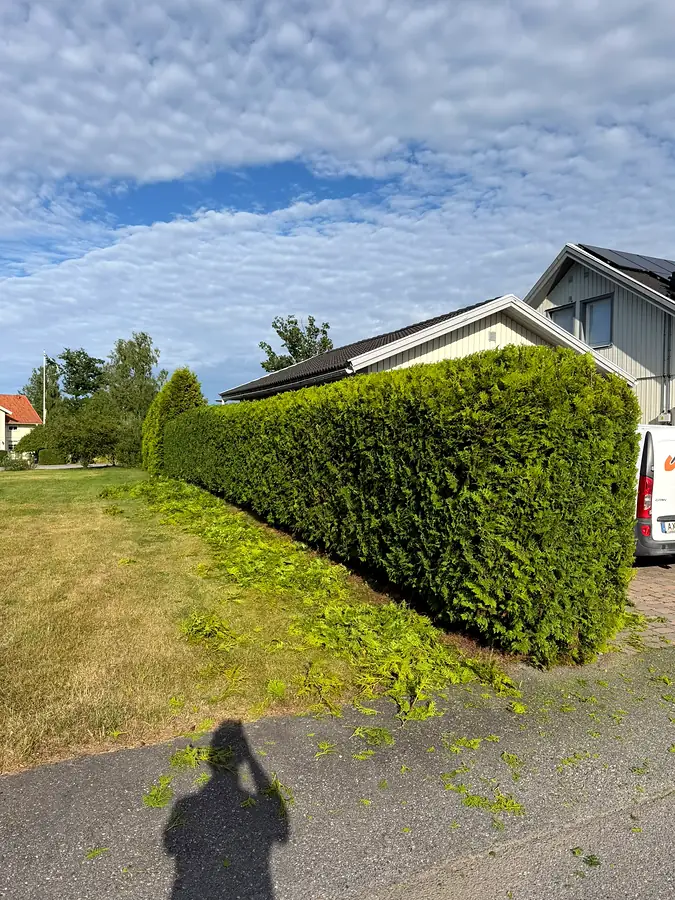 Häck- och buskklippning i Eskilstuna detalj