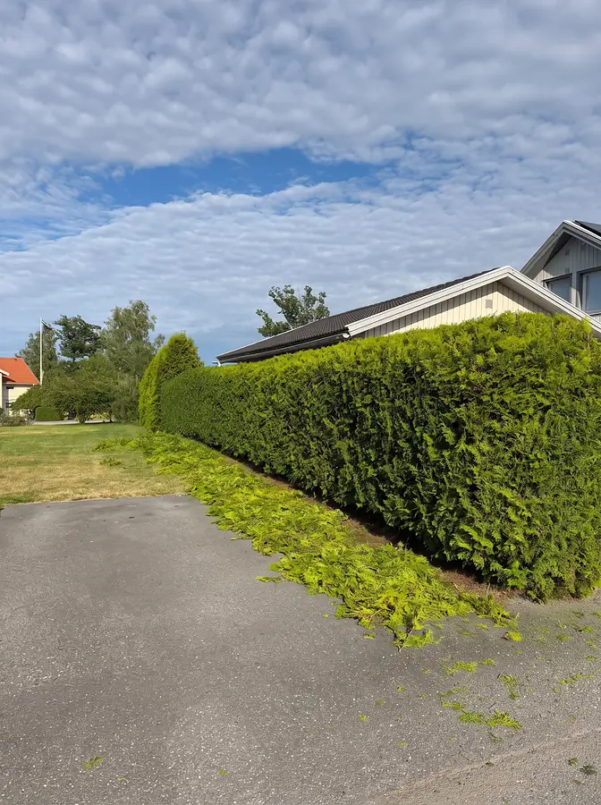 Häck- och buskklippning